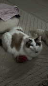 pixieonyxx Altpins Profile Picture