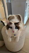 pixieonyxx Altpins Profile Picture