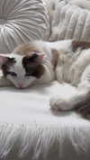 pixieonyxx Altpins Profile Picture