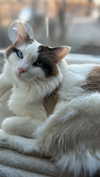 pixieonyxx Altpins Profile Picture
