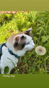 pixieonyxx Altpins Profile Picture