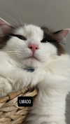 pixieonyxx Altpins Profile Picture