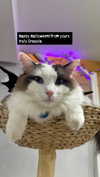 pixieonyxx Altpins Profile Picture