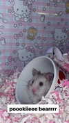 pockycatt Altpins Profile Picture