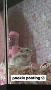 pockycatt Altpins Profile Picture