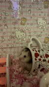 pockycatt Altpins Profile Picture