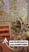 pockycatt Altpins Profile Picture