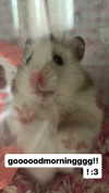 pockycatt Altpins Profile Picture