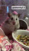 pockycatt Altpins Profile Picture