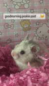 pockycatt Altpins Profile Picture