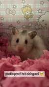 pockycatt Altpins Profile Picture