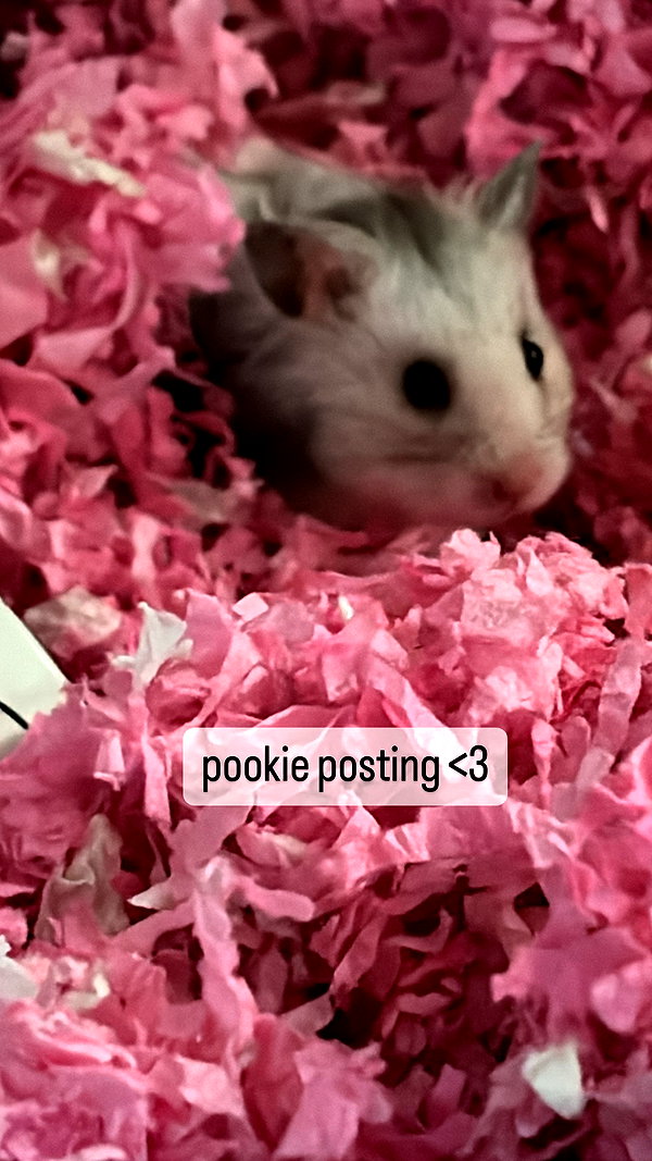 pockycatt pockycatt archive image