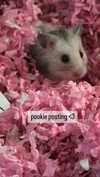 pockycatt Altpins Profile Picture