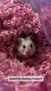 pockycatt Altpins Profile Picture