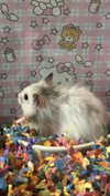 pockycatt Altpins Profile Picture