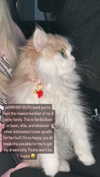 pockycatt Altpins Profile Picture