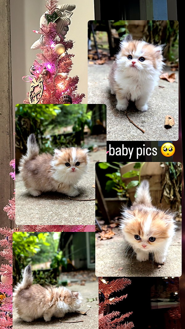 pockycatt pockycatt archive image
