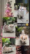 pockycatt Altpins Profile Picture