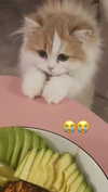pockycatt Altpins Profile Picture