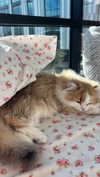pockycatt Altpins Profile Picture