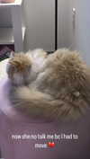 pockycatt Altpins Profile Picture