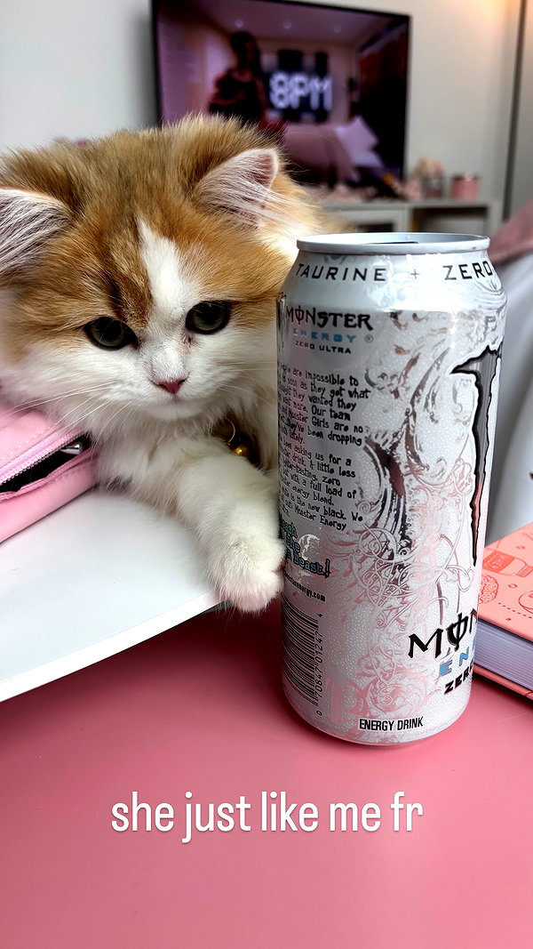 pockycatt pockycatt archive image