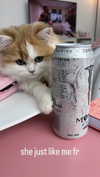 pockycatt Altpins Profile Picture