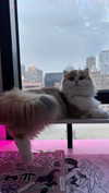 pockycatt Altpins Profile Picture