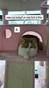 pockycatt Altpins Profile Picture