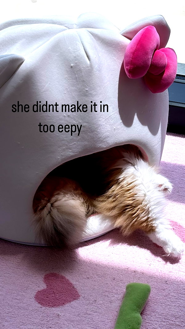 pockycatt pockycatt archive image