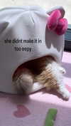 pockycatt Altpins Profile Picture