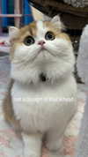 pockycatt Altpins Profile Picture