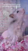 pockycatt Altpins Profile Picture