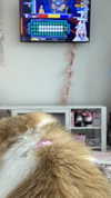 pockycatt Altpins Profile Picture