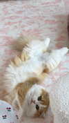 pockycatt Altpins Profile Picture