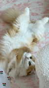 pockycatt Altpins Profile Picture