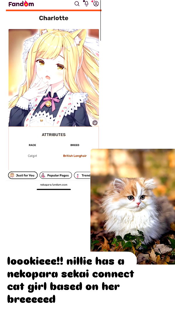 pockycatt instagram image archive image
