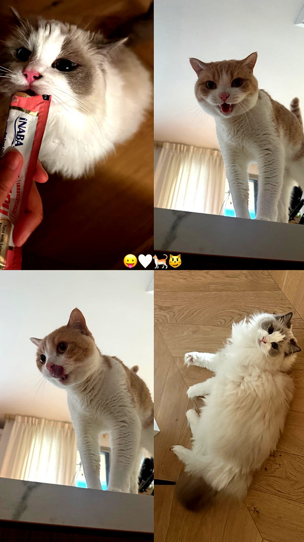 pokimanelol instagram image archive image