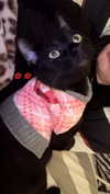 porcelainpixi Altpins Profile Picture