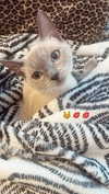 porcelainpixi Altpins Profile Picture