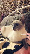 porcelainpixi Altpins Profile Picture