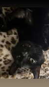 porcelainpixi Altpins Profile Picture