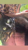 porcelainpixi Altpins Profile Picture