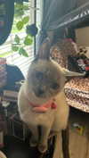 porcelainpixi Altpins Profile Picture