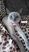 porcelainpixi Altpins Profile Picture