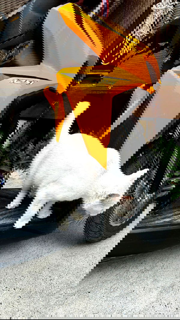 qiyokiuu qiyokiuu archive image