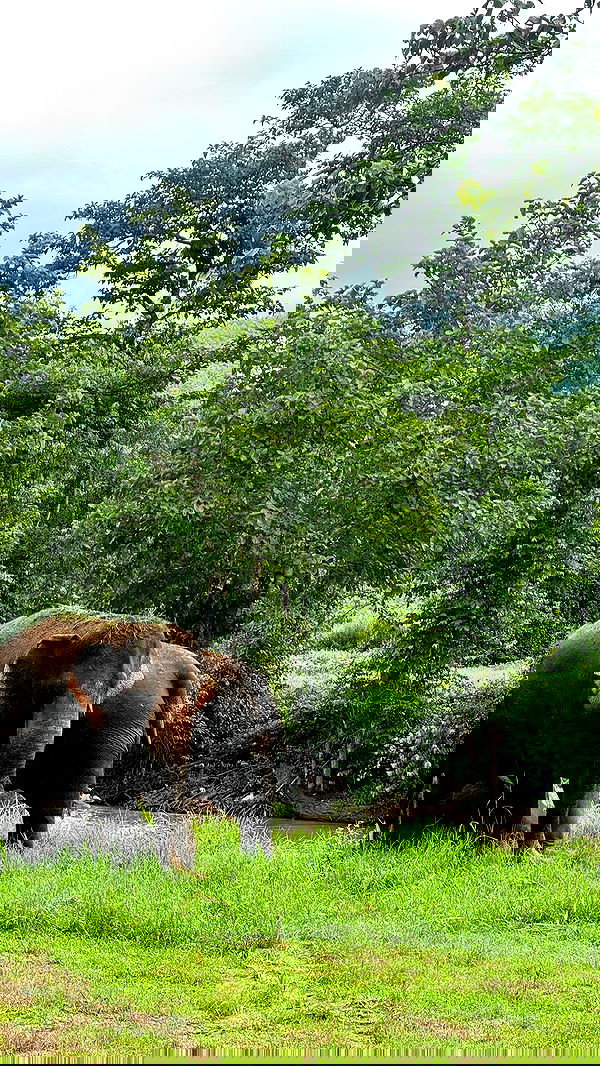 qiyokiuu qiyokiuu archive image