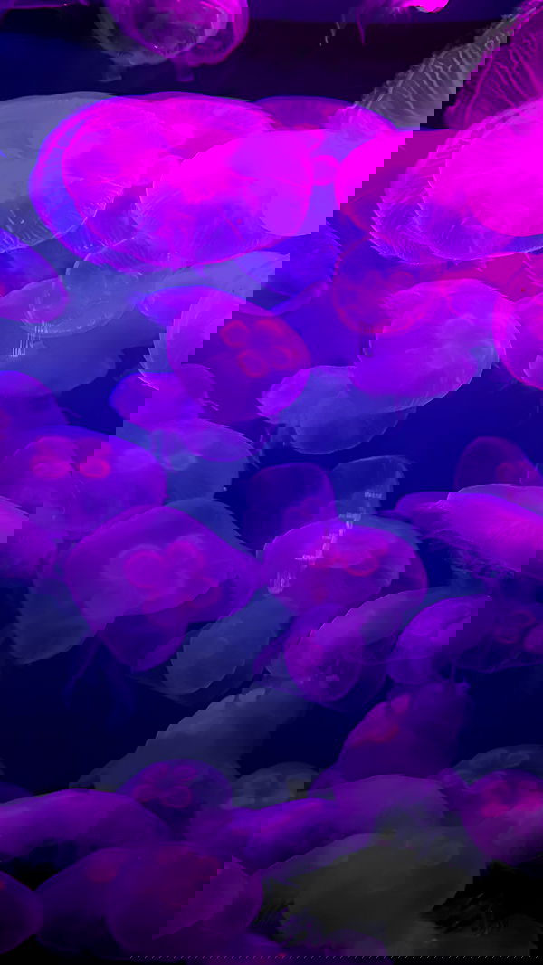 quarterjade quarterjade archive image