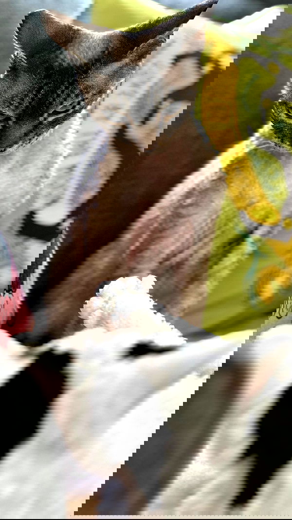 quarterjade quarterjade archive image