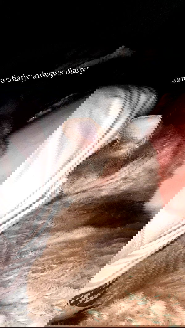 quarterjade quarterjade archive image